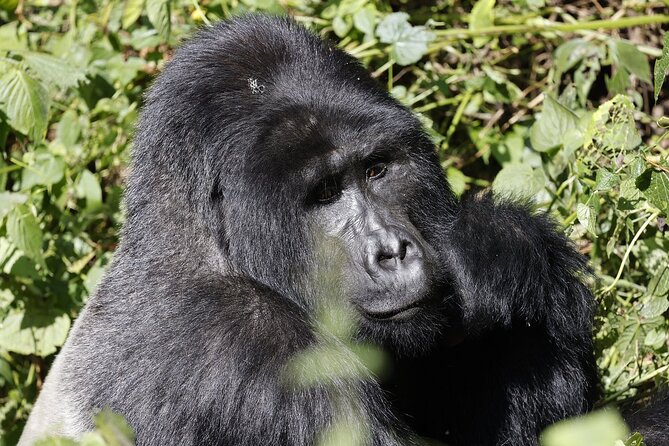 3 Day Uganda Gorilla Trekking and Batwa Pygmies Experience - Why this 3-day Uganda express plan makes sense