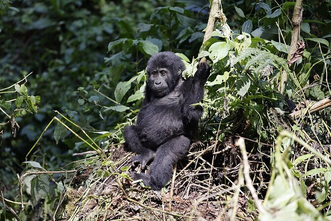 3 Day Uganda Gorilla Trekking and Batwa Pygmies Experience - Is the Batwa piece worth it here?