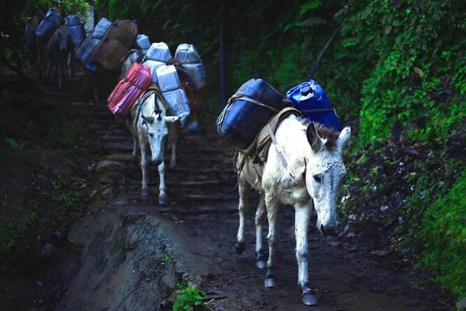 3 Days 2 Nights Poon Hill Trekking - Tea house nights: included lodging, realistic expectations