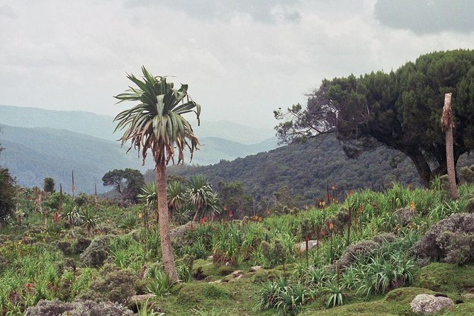 3 Days Bale Mountains Trekking - Key things I’d watch for on this Bale trek