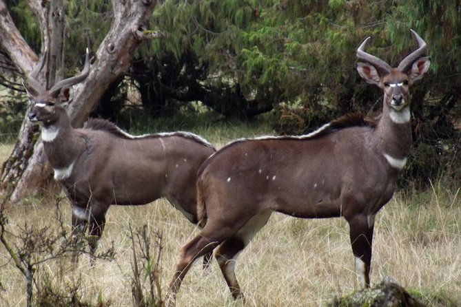 3 Days Bale Mountains Trekking - Day 2’s star moments: Sanetti Plateau at 4,000m and the Ethiopian wolf chance