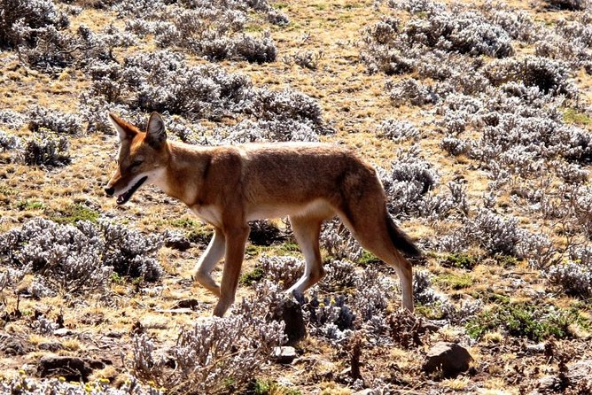 3 Days Bale Mountains Trekking - Day 3: a short final hike before flying back to Addis
