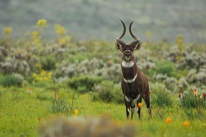 3 Days Bale Mountains Trekking - Price and value of $410.26 per person: what’s included, what you should confirm
