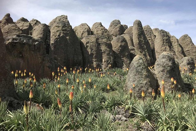 3 Days Bale Mountains Trekking - The two things that can make or break your experience: pace and guide energy
