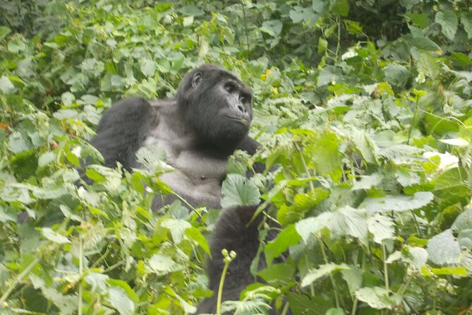 3 Days Bwindi Gorilla Trekking tour - Lake Bunyonyi after gorillas: the calm counterweight you’ll be glad you have