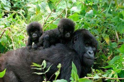 3 Days Bwindi Gorilla Trekking tour - The 7:45 am gorilla briefing: rules, expectations, and why it’s not just a formality