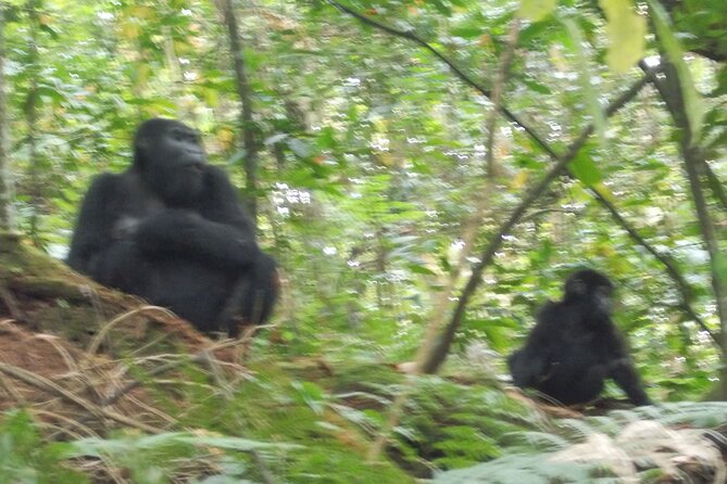 3 Days Bwindi Gorilla Trekking tour - The human side: guides and drivers who make the hard bits feel doable