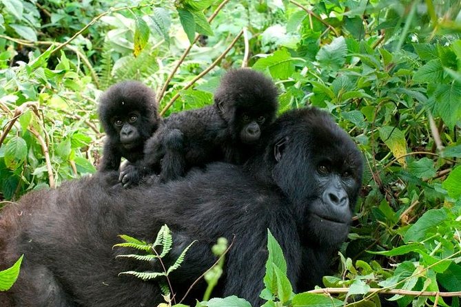 3 Days Bwindi Gorilla Trekking tour - The 7:45 am gorilla briefing: rules, expectations, and why it’s not just a formality