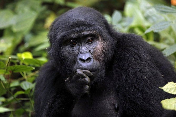 3 Days Gorilla Trekking Expedition Uganda - The road from Kampala/Entebbe to Bwindi: why day 1 sets your mood