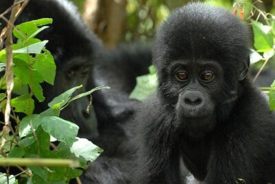 3 Days Gorilla Trekking Expedition Uganda - The gorilla encounter: what to expect when time gets quiet