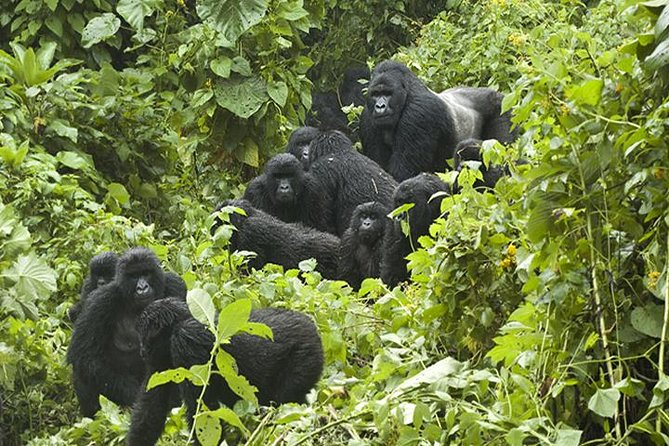 3 days Gorilla Trekking in Bwindi Inpenetrable national Park - Quick reasons this Bwindi gorilla package is worth a look