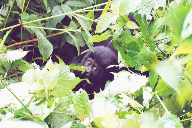 3 Days Gorilla Trekking Safari - Bwindi Impenetrable Forest: Mountain Gorillas Up Close, Without the Guesswork