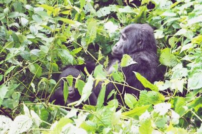 3 Days Gorilla Trekking Safari - Day 1: Kampala to Bwindi via Kigali, Rwanda Lakes, and a Batwa Cultural Visit