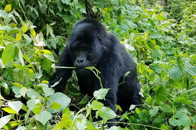 3 Days Gorilla Trekking Safari - Value and Logistics: Does $1,890 Make Sense for This Mix of Countries?