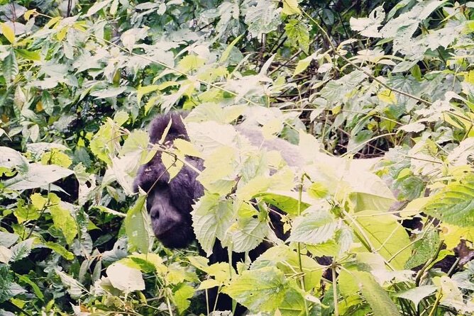 3 Days Gorilla Trekking Safari - Who Should Book This Gorilla Trek Safari (and Who Might Not)