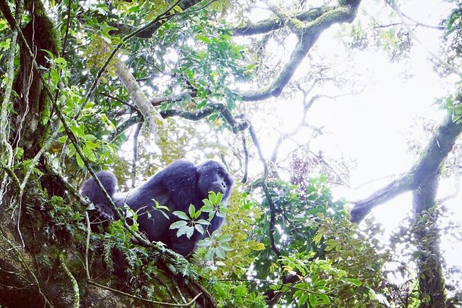 3 Days Gorilla Trekking Safari - My Practical Tips to Make the Gorilla Day Easier