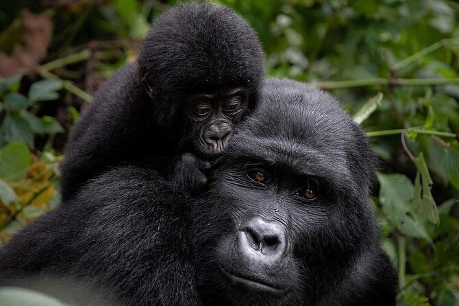 3 Days gorilla trekking Safari tour in Uganda - Key highlights worth knowing before you go