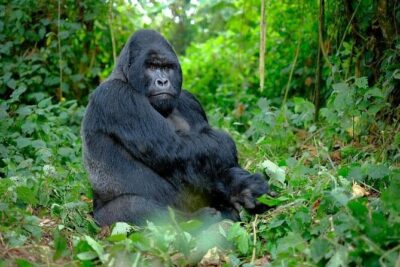 3 Days gorilla trekking Safari tour in Uganda - The long 4x4 ride from Entebbe: plan for hours, not just distance