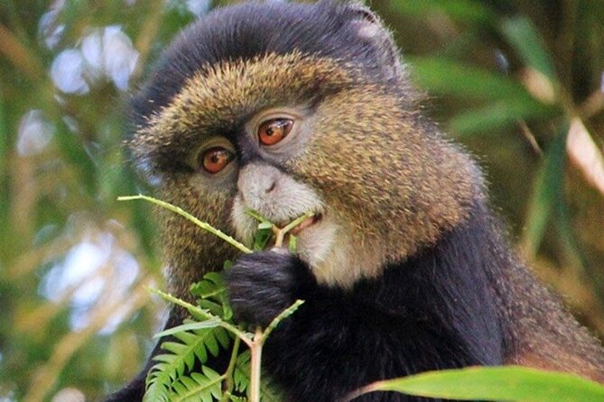 3 Days gorilla trekking Safari tour in Uganda - Day 3: Lake Bunyonyi canoe ride, then the long return to Entebbe