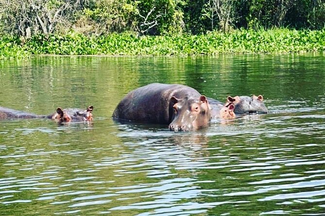 3 Days gorilla trekking Safari tour in Uganda - What’s included vs. not included, and why that matters day to day