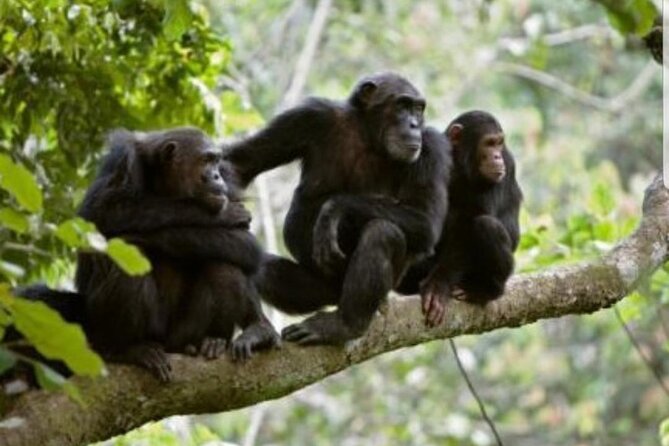 3 Days gorilla trekking Safari tour in Uganda - Guides, permits, and the small safety habits that protect the magic