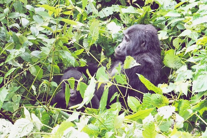 3 Days Gorilla Trekking Safari - Day 1: Kampala to Bwindi via Kigali, Rwanda Lakes, and a Batwa Cultural Visit