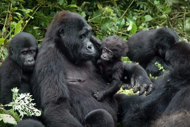 3 Days Gorilla trekking tour - Key things I’d circle before you book