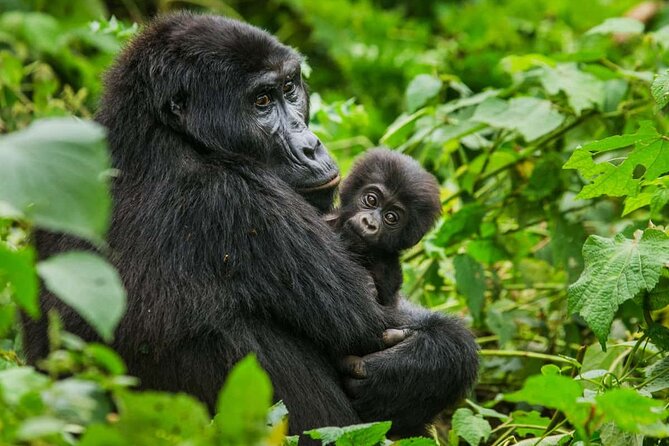 3 Days Gorilla trekking tour - Visitor center briefing: the calm part before the jungle hike