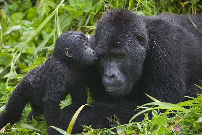 3 Days Gorilla trekking tour - Gorilla trekking day in Bwindi: what to expect and how to prepare