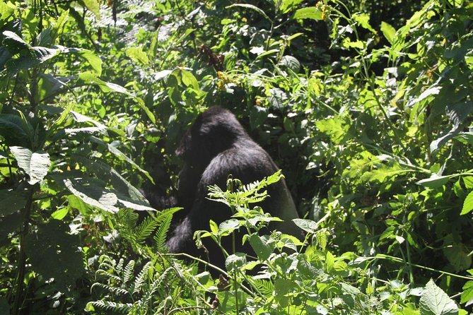 3 Days Gorilla trekking tour - Lake Bunyonyi stop: a scenic pause between effort and recovery