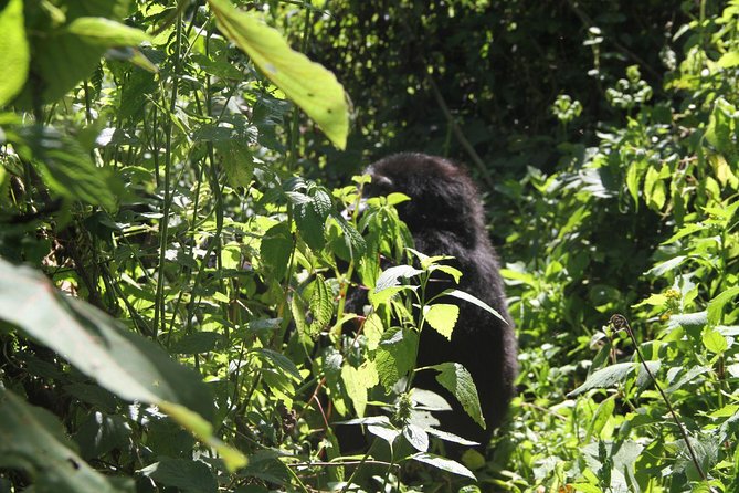 3 Days Gorilla trekking tour - Transfers back to Entebbe: the wrap-up day