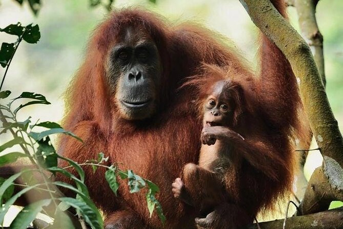 3 Days Orangutan Sumatra Jungle Trekking with Rafting - Key highlights
