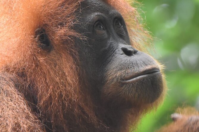 3 Days Orangutan Sumatra Jungle Trekking with Rafting - Why Bukit Lawang and Gunung Leuser Are the Orangutan Game Plan