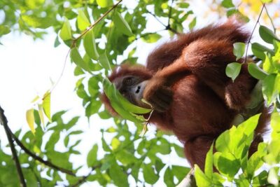 3 Days Orangutan Sumatra Jungle Trekking with Rafting - How the 3-Day Rhythm Works: Hikes, Two Camps, Then Bohorok River Tubing