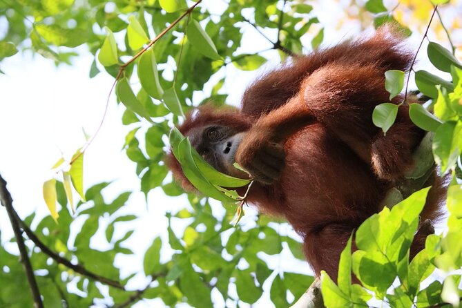 3 Days Orangutan Sumatra Jungle Trekking with Rafting - How the 3-Day Rhythm Works: Hikes, Two Camps, Then Bohorok River Tubing