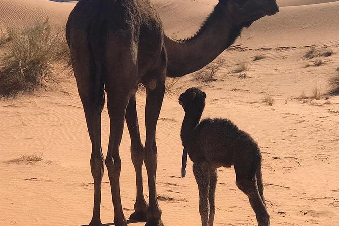 3-Days Private Sahara Desert Trek - Day Two: camel trek to Erg Dwib, sunset tea, and tajine under the stars