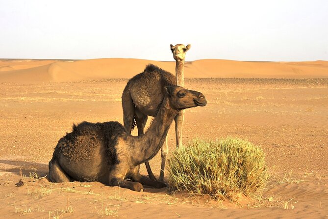 3-Days Private Sahara Desert Trek - Who this trek suits best (and who should think twice)