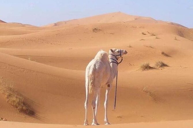 3-Days Private Sahara Desert Trek - How to pack and plan for a 3-day Sahara rhythm