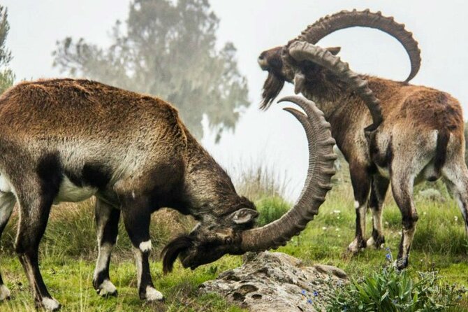 3 Days Trekking Simien Mountains Tours - Gondar meeting point and why the start time matters