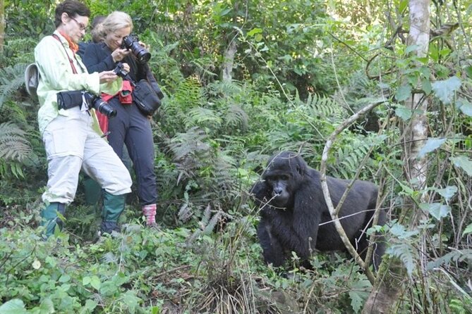 3 Days Uganda Gorilla Trekking Safari - Lake Bunyonyi After Gorillas: Islands, Viewpoints, and a Breather for Your Body