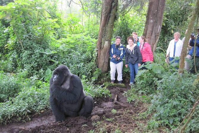 3 Days Uganda Gorilla Trekking Safari - The Human Side: Guides, Safety Feel, and How Help Shows Up