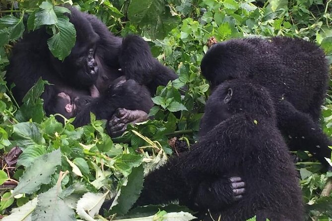 3 Days Uganda Gorilla Trekking Safari - Should You Book This 3-Day Bwindi and Bunyonyi Safari?