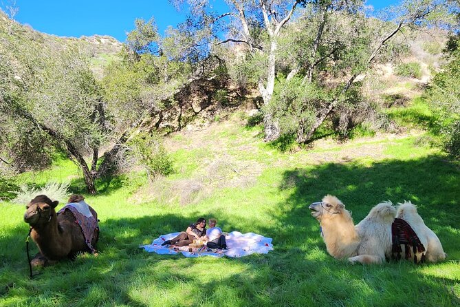 3 Hour Camel Trek into the Forest and Ranch in California - Key highlights at a glance