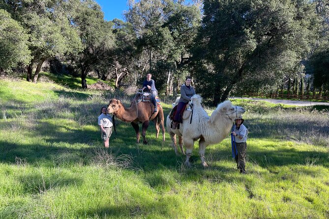 3 Hour Camel Trek into the Forest and Ranch in California - Campfire s’mores: the end of the story (and why it lands well)