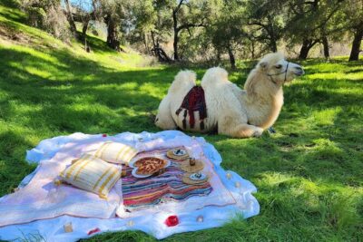3 Hour Camel Trek into the Forest and Ranch in California - Camel ride into the forest: the pace, the vibe, and why it matters