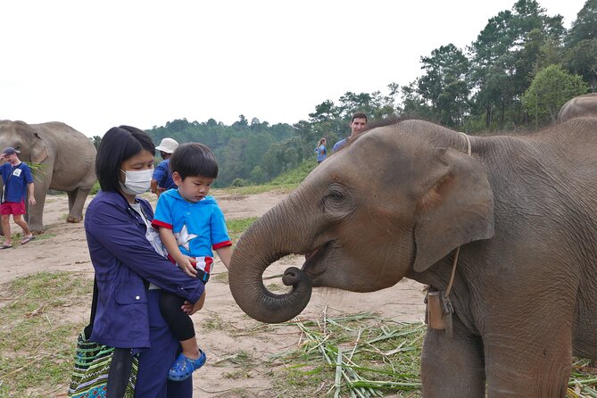 3-in-1: Doi Inthanon Tour, Elephant Sanctuary, and Trekking Trail - A full-day 3-in-1 in Chiang Mai: elephants, Inthanon, and waterfall trekking
