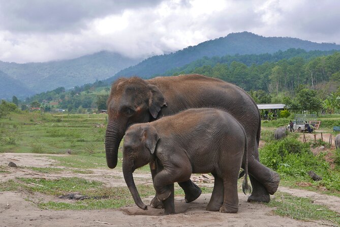 3-in-1: Doi Inthanon Tour, Elephant Sanctuary, and Trekking Trail - Phak Dok Seaw / Pha Dok Saew waterfall trek: rice terraces, wildlife, and slippery parts