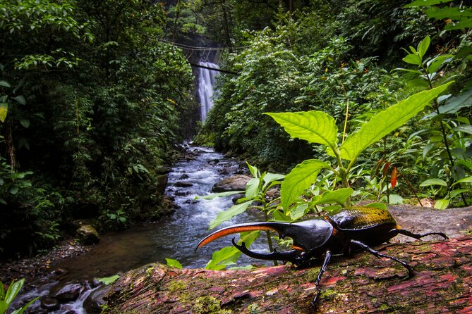 3-in-1 Monteverde Cloud Forest Waterfalls, Wild Trekking and Horseback Riding - How the 3-in-1 works: waterfalls, trekking, and horses