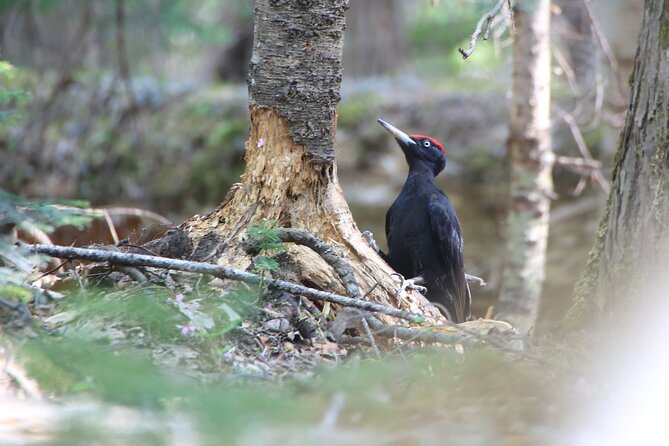 3hours Primeval Forest and Stunning Views of Cliff Trekking Tour - Primeval Forest Wildlife Tracking: The Real Point of the Hike