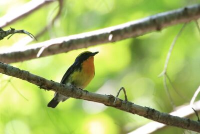 3hours Primeval Forest and Stunning Views of Cliff Trekking Tour - From Shiretoko Nature Center to the Trail: How the Tour Starts